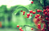 Twig Red Berries Leaves